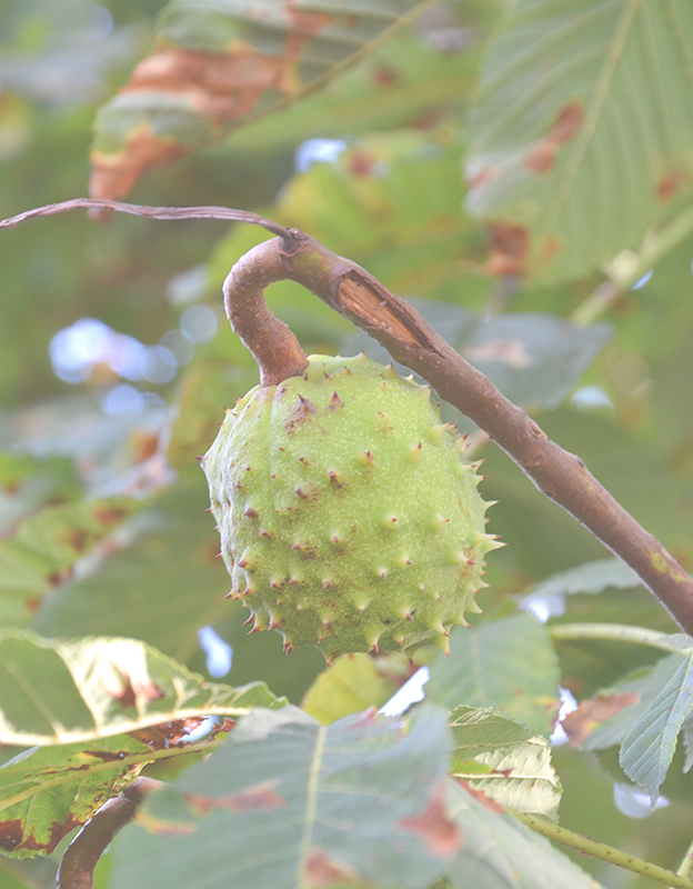 Aesculus hippocastanumextract<br>(horse-chestnut) <br> - <br>owes its cosmetic properties to its active compounds: flavonoids and triterpene saponins, including aescin, thanks to which it facilitates microcirculation and protects the walls of blood vessels. As a result, small vessels are strengthened and their permeability is reduced. In addition, it soothes irritation and the feeling of itching.