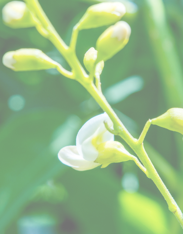 Rutyna/Rutozyd<br> - flawonoid pochodzenia roślinnego, pozyskiwany z kwiatów perełkowca japońskiego (Styphnolobium japonicum) i z ziela gryki (Fagopyrum esculentum).