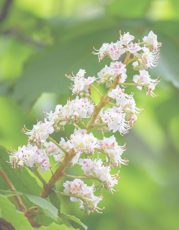 Aesculus hipocastanum extract <br>(horse chestnut)  - <br>esculin which facilitates micro blood flow (microcirculation), protects vascular walls of  capillaries, veins and arteries and calms irritated and itchy skin. 