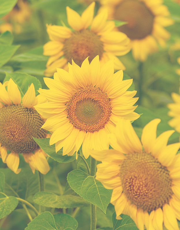 Sunflower oil - <br>smoothes, regulates sebaceous gland production, moisturises, has protective function and anti-free radicals effect. Rich in vitamins, including vitamin E, and also micronutrients such as copper and iron, is quickly absorbed so that it will not clog pores at all. 