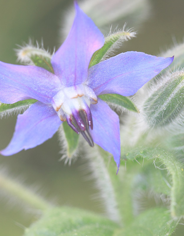 Borage oil - <br>rich in compounds such as tans, flavonoids and Omega-6 fatty acids is a powerful antioxidant. Strengthens and seals blood vessel,  and also helps combat various skin concerns.