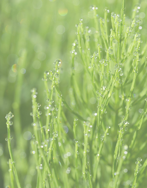 Equisetum Arvense extract <br>(horsetail)  - <br>rich in minerals is a powerful revitaliser. Helps to protect and strengthen blood vessels and keep capillaries elastic. Also, boosts collagen synthesis leaving the skin firm, supple, plump and improves skin’s quality and healthy look. 